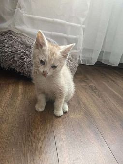 Котенок в добрые руки