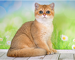 Кошки в Геленджике: Шотландский короткошёрстный котик Мальчик, 25 000 руб. - фото 3