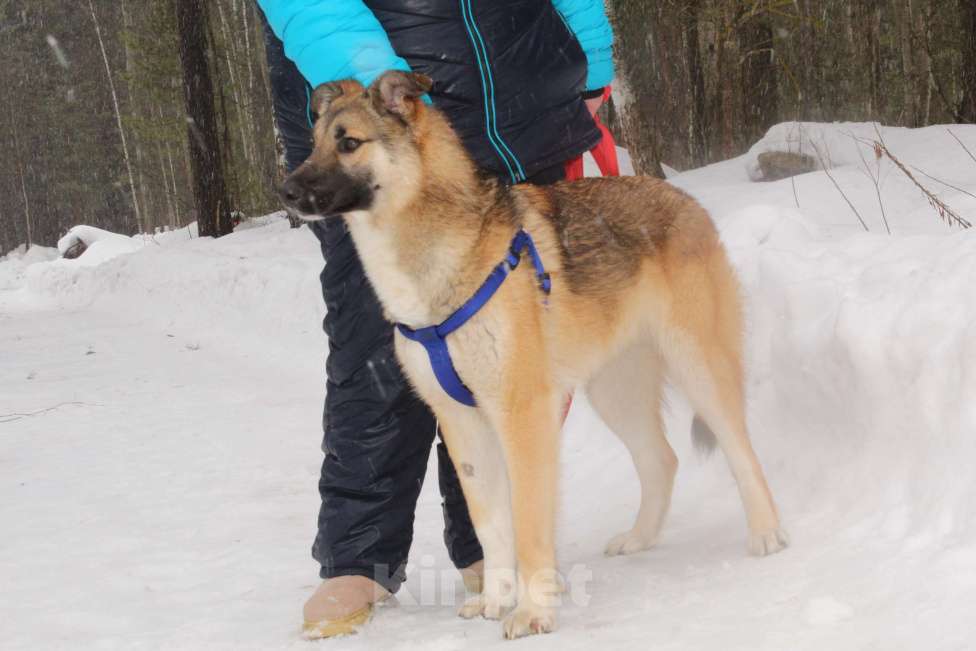Собаки в Балашихе: замечательный пес ,которого никто не замечает Мальчик, 10 руб. - фото 5
