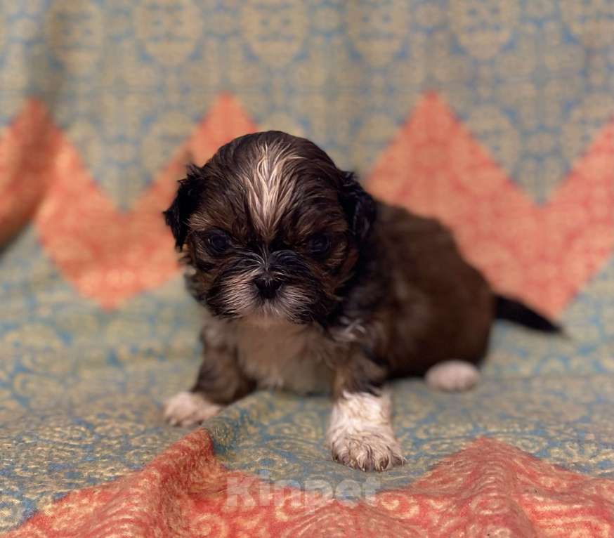 Собаки в Санкт-Петербурге: Очаровательная девочка золотого окраса  Девочка, 40 000 руб. - фото 1