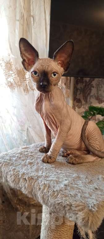 Кошки в Пушкино: Котята канадского сфинкса Мальчик, 18 000 руб. - фото 4