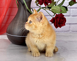 Кошки в Санкт-Петербурге: Британский солнечный котик Мальчик, 38 000 руб. - фото 9