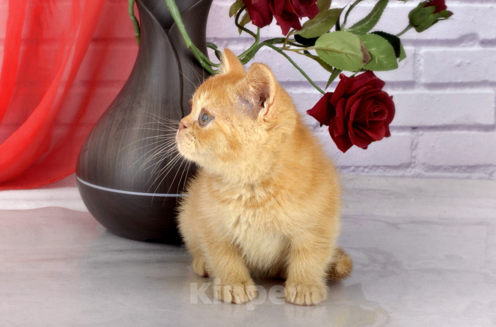 Кошки в Санкт-Петербурге: Британский солнечный котик Мальчик, 38 000 руб. - фото 9