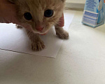 Кошки в Москве: Котята ищут  Мальчик, Бесплатно - фото 10