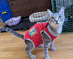 Кошки в Москве: Котенок в добрые руки Девочка, Бесплатно - фото 1