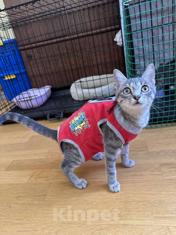 Кошки в Москве: Котенок в добрые руки Девочка, Бесплатно - фото 1