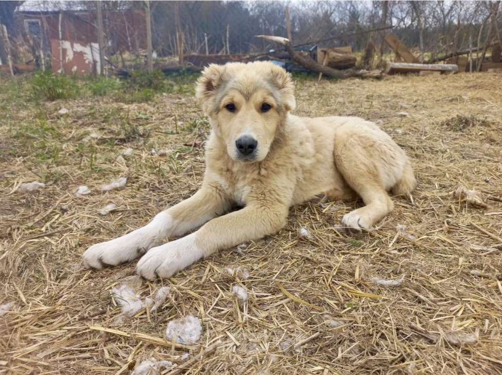 Собаки в Смоленске: Щенки САО (алабай) Девочка, 30 000 руб. - фото 4