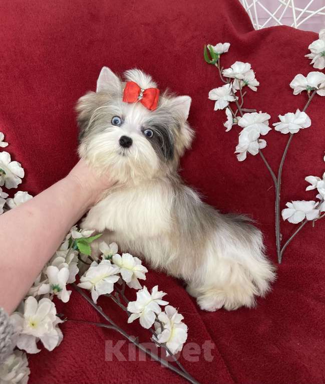 Собаки в Москве: Йорк с двумя голубыми глазами мальчик мини Мальчик, 130 000 руб. - фото 8