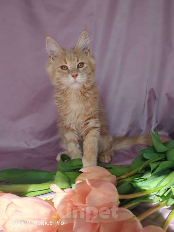 Кошки в Воронеже: Мальчик мейн кун Мальчик, 40 000 руб. - фото 3