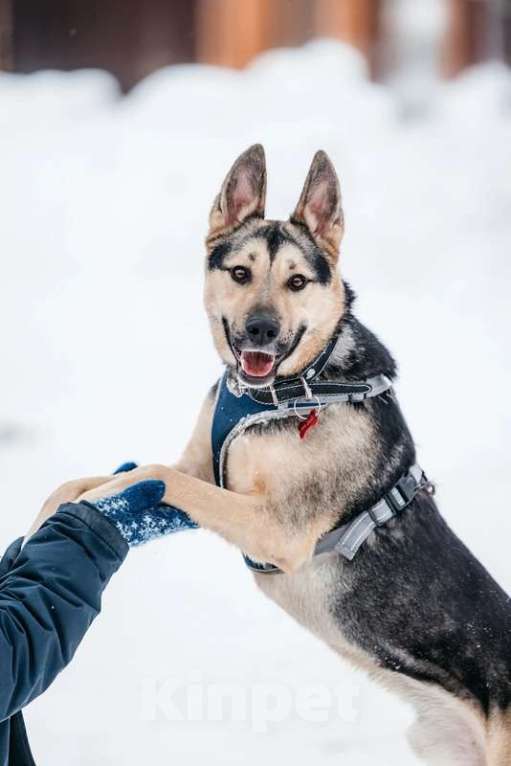 Собаки в Москве: Умничка Джефф в добрые руки Мальчик, 1 руб. - фото 9