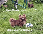 Собаки в Санкт-Петербурге: Чихуахуа шоколадного окраса Шикарный Сэмуэль Мальчик, 120 000 руб. - фото 4