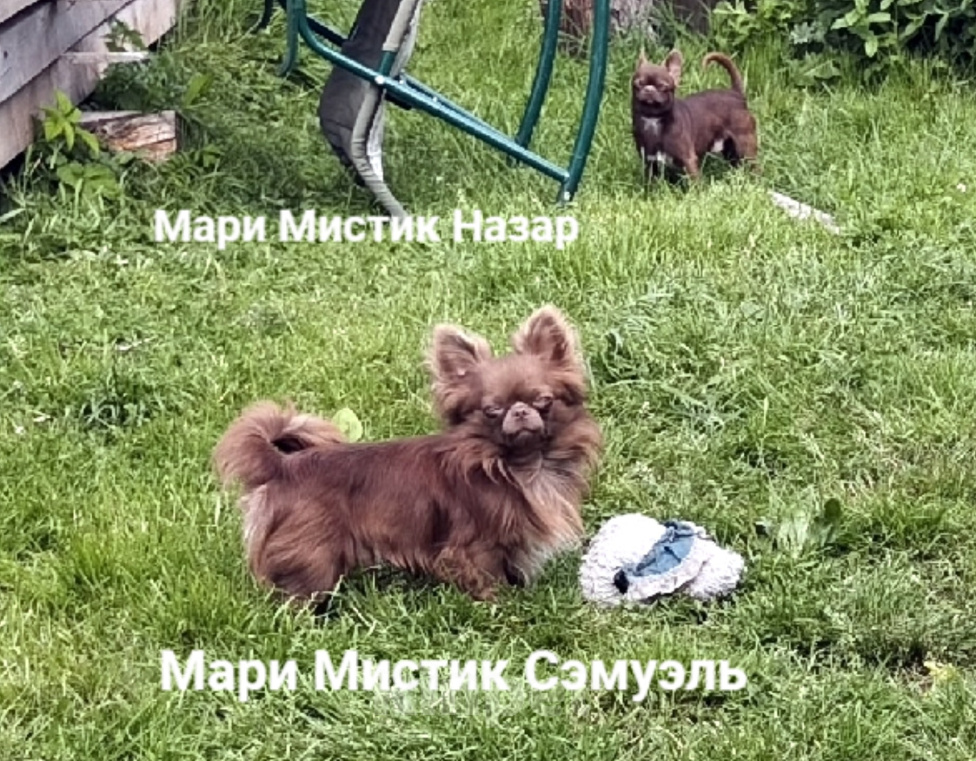 Собаки в Санкт-Петербурге: Чихуахуа шоколадного окраса Шикарный Сэмуэль Мальчик, 120 000 руб. - фото 4