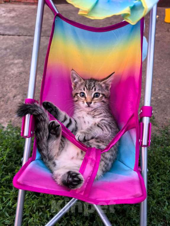 Кошки в Казани: Котёнок в добрые руки Девочка, Бесплатно - фото 1