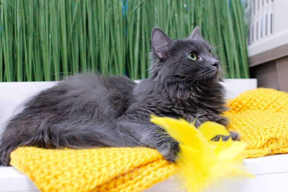 Кошки в Москве: Зеленоглазая нибелунг Гренни в добрые руки Девочка, Бесплатно - фото 5