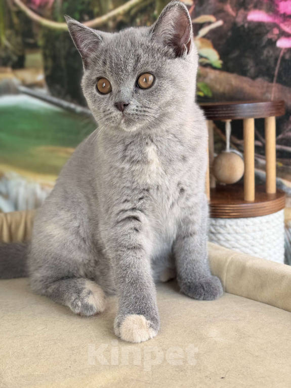 Кошки в Москве: Голубокремова черепаха кошечка Девочка, Бесплатно - фото 3