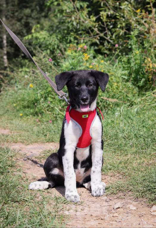 Собаки в Москве: Щенок 4х месяцев Лана в добрые руки  Девочка, Бесплатно - фото 2