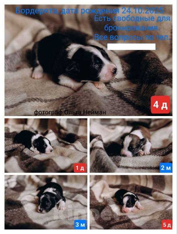 Собаки в Красноярске: Продам щенка Бордер Колли Мальчик, 110 000 руб. - фото 3