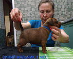 Собаки в Перми: Щенки цвергпинчера в Перми. Девочка, 35 000 руб. - фото 4