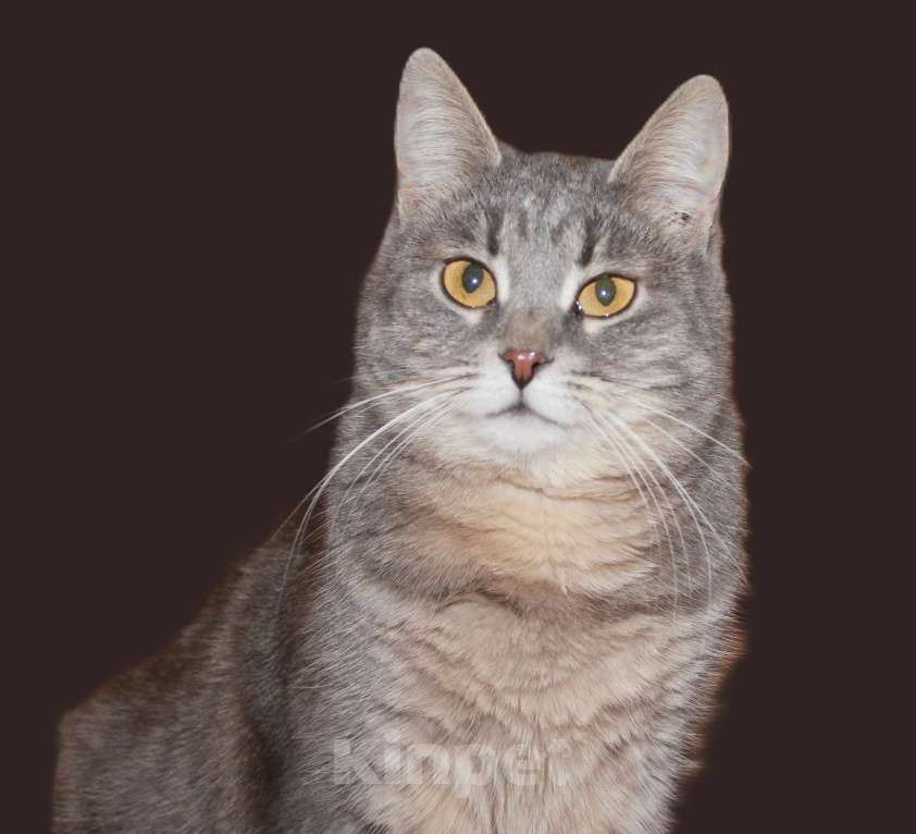 Кошки в Москве: Нежная АСЯ Девочка, Бесплатно - фото 7