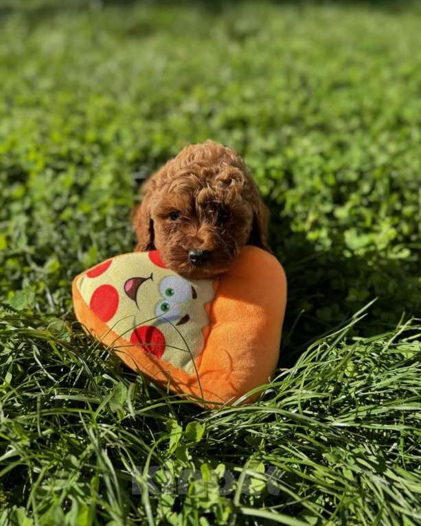 Собаки в Красноярске: Той-пудель, щенок Мальчик, 150 000 руб. - фото 9