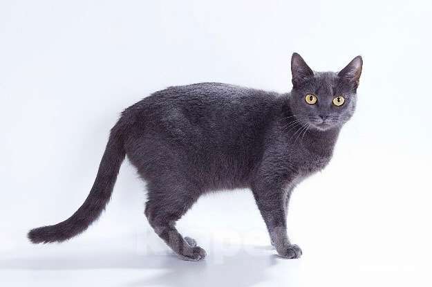 Кошки в Москве: Британская кошка Сьюзи в добрые руки Девочка, Бесплатно - фото 3