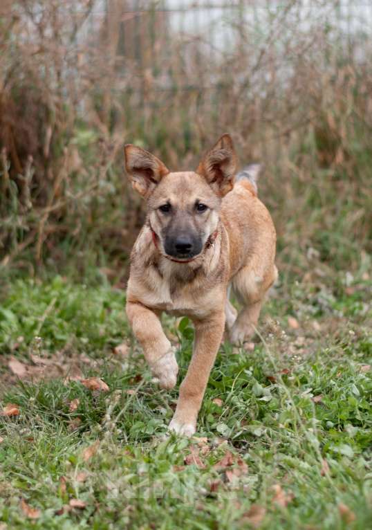 Собаки в других городах Владимирской области: В добрые руки щенок девочка Лилу Девочка, Бесплатно - фото 4