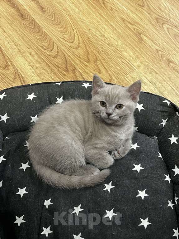 Кошки в Реутове: Шотландский прямоухий котёнок 09.10.2024 Девочка, 10 000 руб. - фото 2