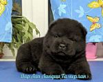 Собаки в Новосибирске: Черный мальчик чау-чау смуф Мальчик, 150 000 руб. - фото 1