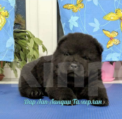 Собаки в Новосибирске: Черный мальчик чау-чау смуф Мальчик, 150 000 руб. - фото 1
