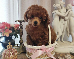Собаки в Севастополе: Пудель той Девочка, Бесплатно - фото 1