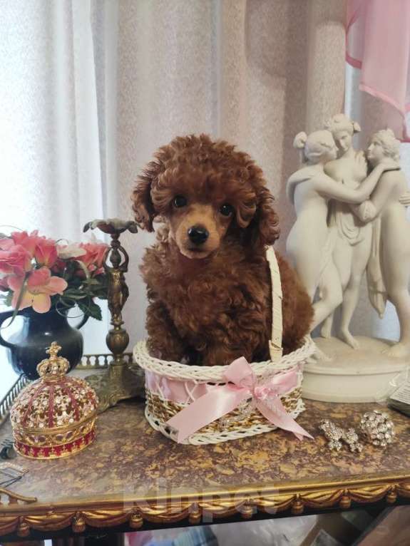 Собаки в Севастополе: Пудель той Девочка, Бесплатно - фото 1