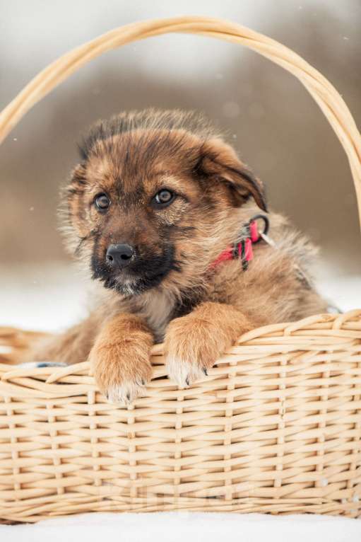 Собаки в других городах Московской области: Щенок в добрые руки Девочка, Бесплатно - фото 4