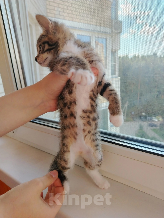 Кошки в Лобне: Котёнок Маргоша 1,5 мес Девочка, Бесплатно - фото 3