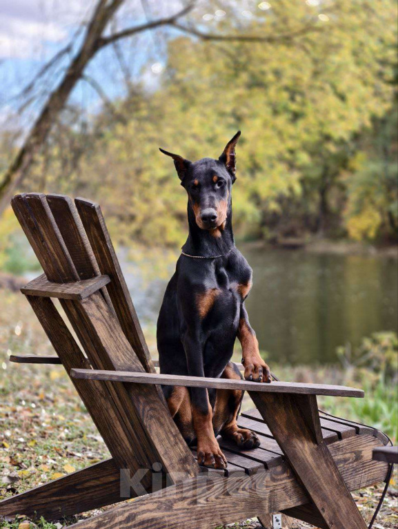 Собаки в Курске: Очаровательная девочка РКФ  Девочка, 105 000 руб. - фото 7