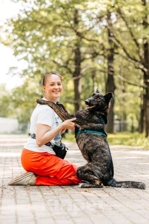 Собаки в Москве: Тигровый Орео в добрые руки Мальчик, Бесплатно - фото 9