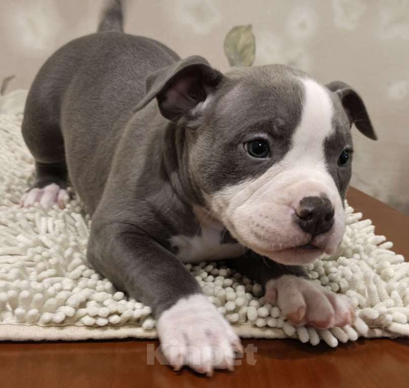 Собаки в Новосибирске: щенки американского булли Разнополые, Бесплатно - фото 4