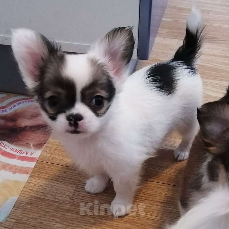 Собаки в Москве: Мальчик белый с соболем.  Мальчик, 20 руб. - фото 4