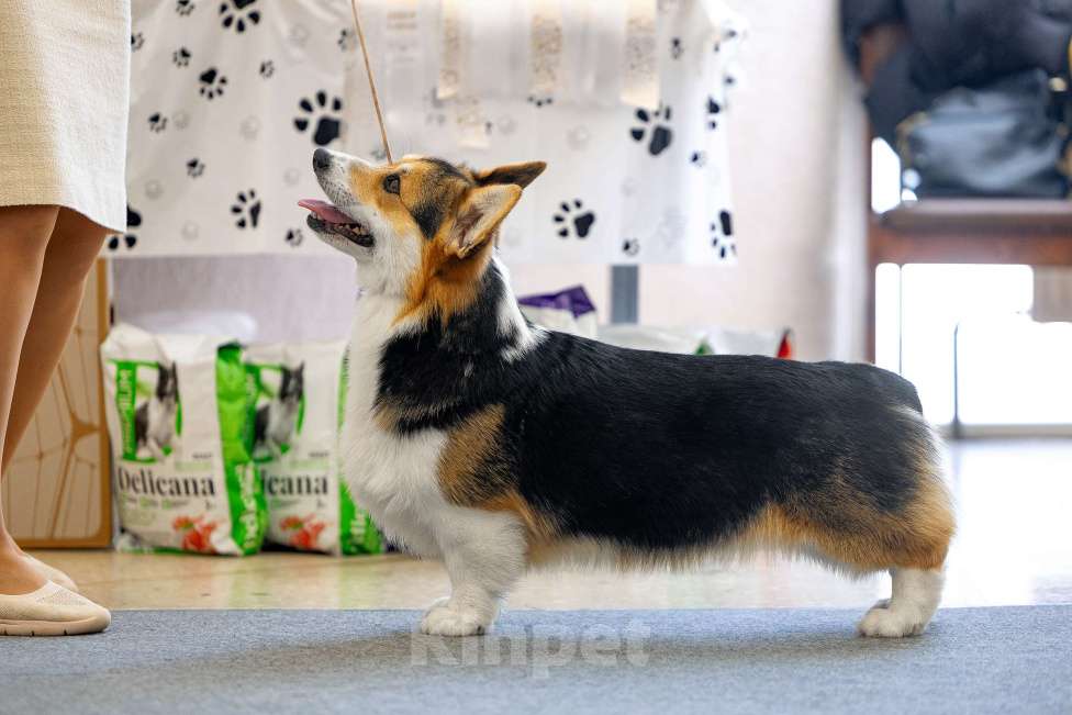 Собаки в Перми: Вельш-корги-пемброк Мальчик, Бесплатно - фото 2