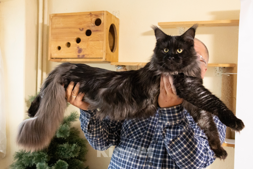 Кошки в Санкт-Петербурге: Вязка с котом мейнкуном Мальчик, 10 000 руб. - фото 2