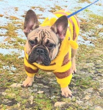 Собаки в Москве: Подрощенная девочка француженка  Девочка, Бесплатно - фото 4