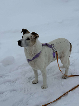 🏡 Спокойная взрослая собака Мотя (12+) в добрые руки, идеальна для дома