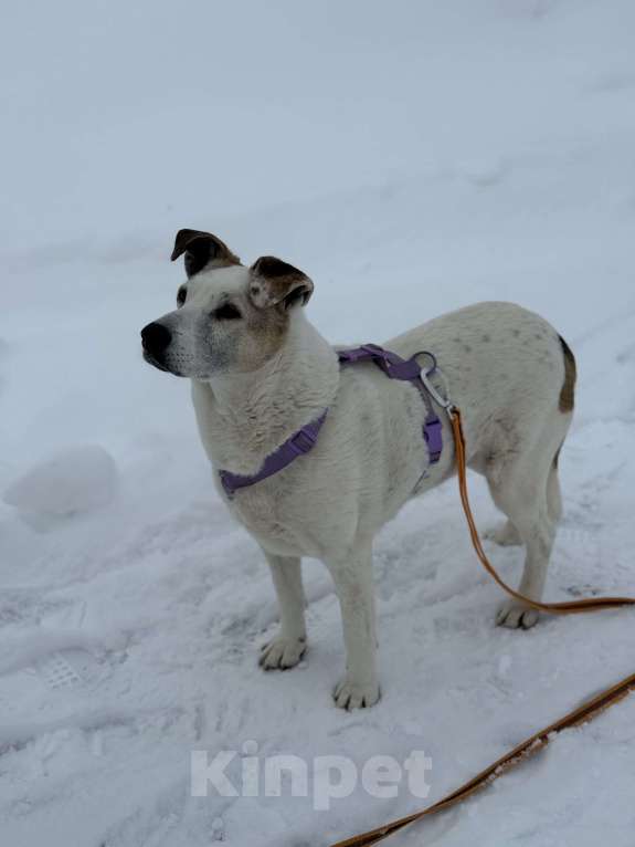 Собаки в Москве: 🏡 Спокойная взрослая собака Мотя (12+) в добрые руки, идеальна для дома Девочка, Бесплатно - фото 1