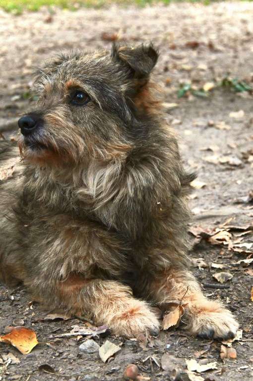 Собаки в Химках: Мелкаш ищет дом  Мальчик, Бесплатно - фото 3