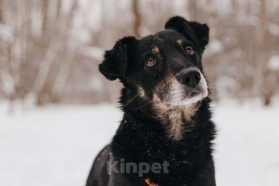 Собаки в Москве: Чиф ищет дом Мальчик, Бесплатно - фото 2