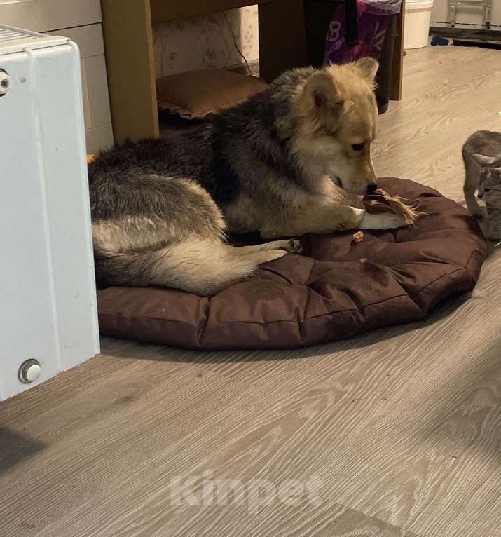 Собаки в других городах Башкортостана: ПРОПАЛА СОБАКА!!! Девочка, Бесплатно - фото 2