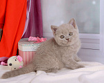 Кошки в Мурином: Британская кошечка окрас лиловый черепаховый Девочка, 30 000 руб. - фото 5