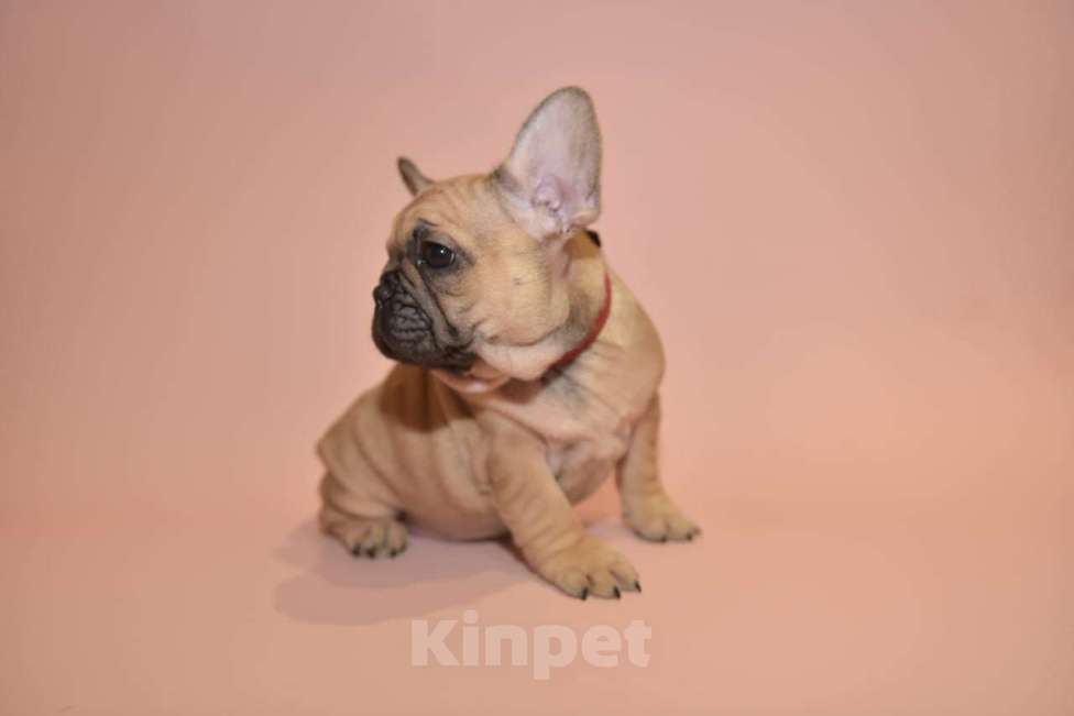 Собаки в Москве: Девочка французского бульдога  Девочка, 50 000 руб. - фото 6