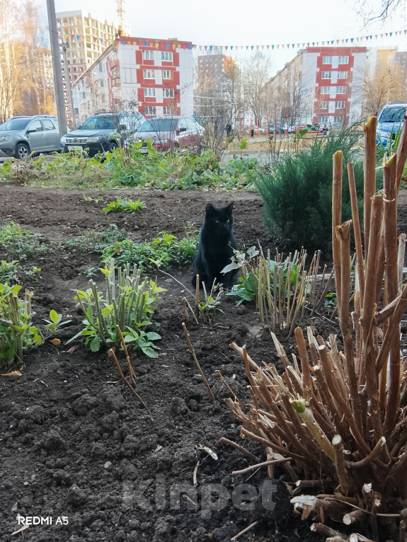 Кошки в Ижевске: Кот в добрые руки Мальчик, Бесплатно - фото 2