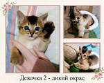 Кошки в Благодарном: Абиссинские котята Разнополые, Бесплатно - фото 2