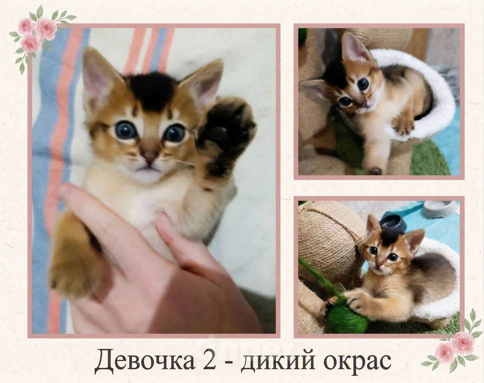 Кошки в Благодарном: Абиссинские котята Разнополые, Бесплатно - фото 2